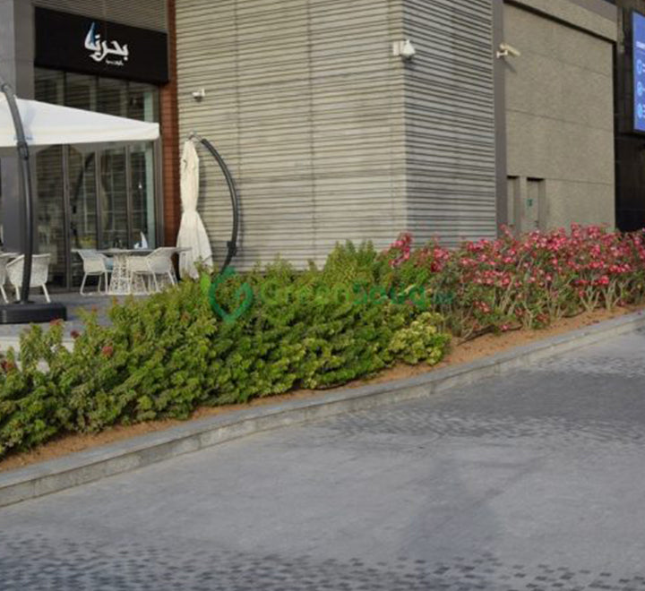 Bougainvillea "Pink Pixie"