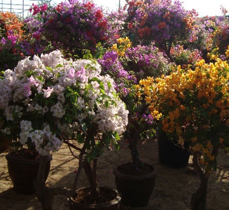 Bougainvillea Specimen "Single Head"