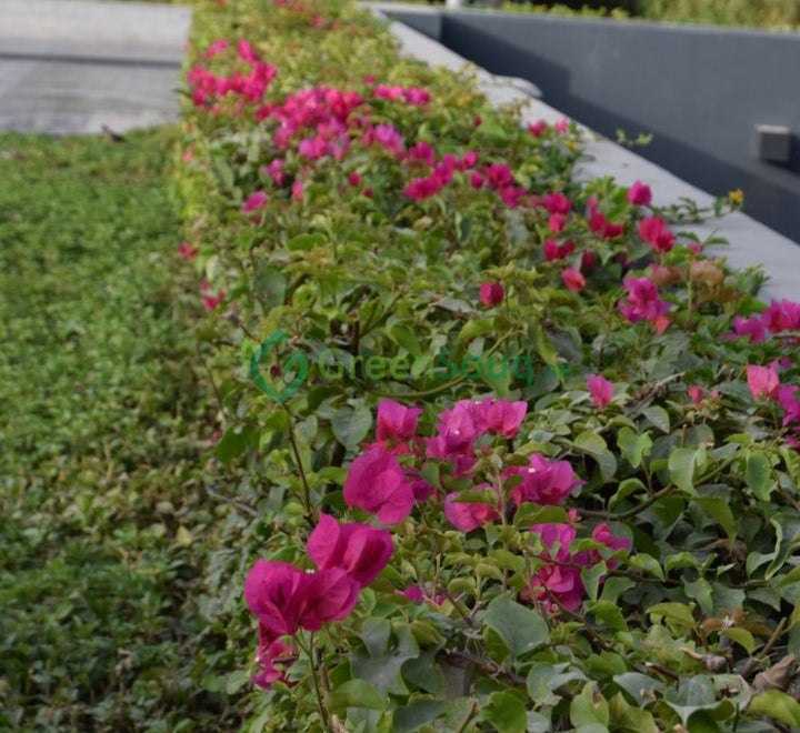 Bougainvillea "Pink Pixie"