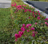 Bougainvillea "Pink Pixie"