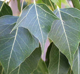 Brachychiton populneus (Kurrajong)