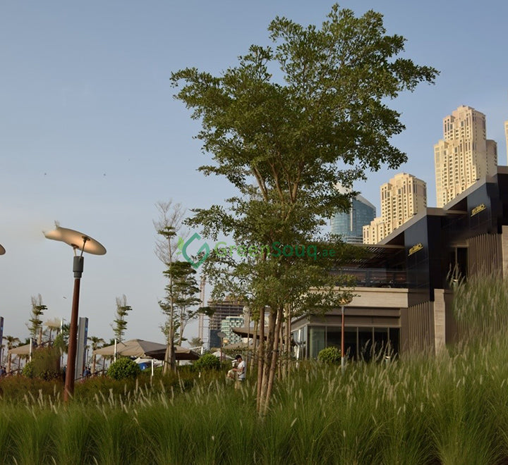 Bucida buceras "Black Olive Tree"