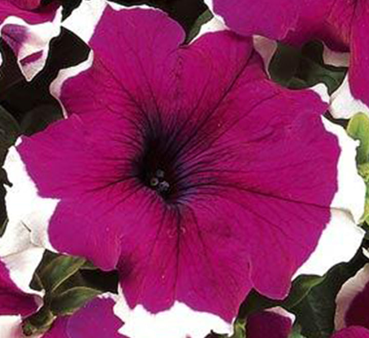 Hanging Petunia Mix "Petunias"