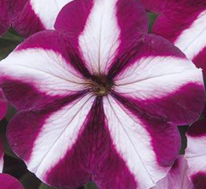 Hanging Petunia Mix "Petunias"