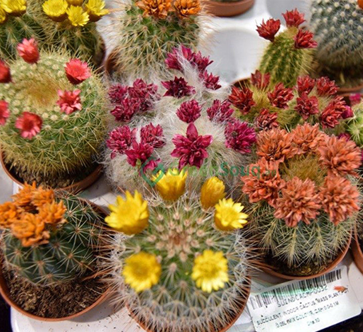 Ornamental Cactus 5-8cm