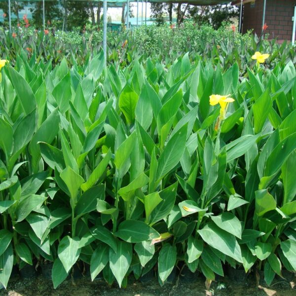 Canna indica or Canna Green