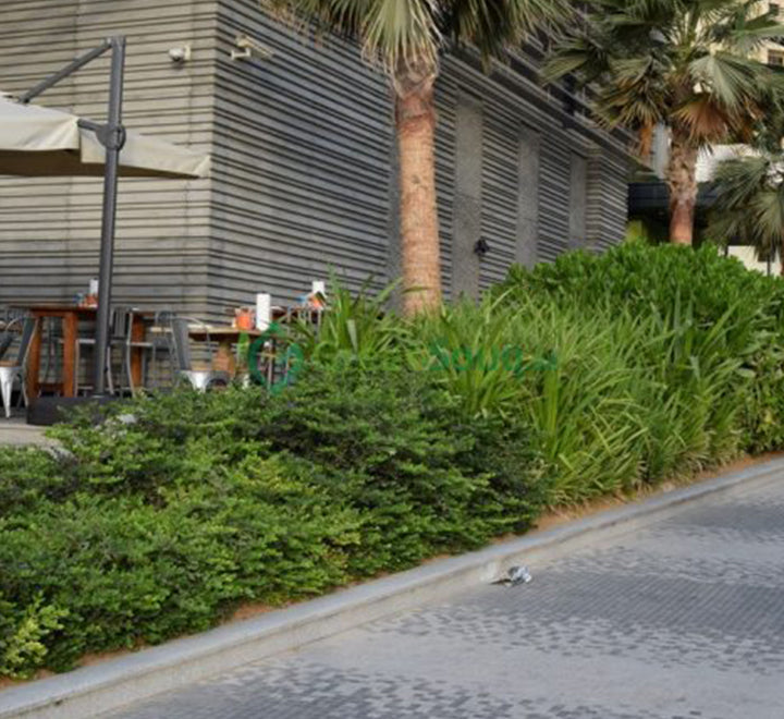 Carissa grandiflora "Prostrata Natal Plum"