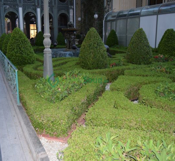 Clerodendrum inerme (Wild Jasmine)