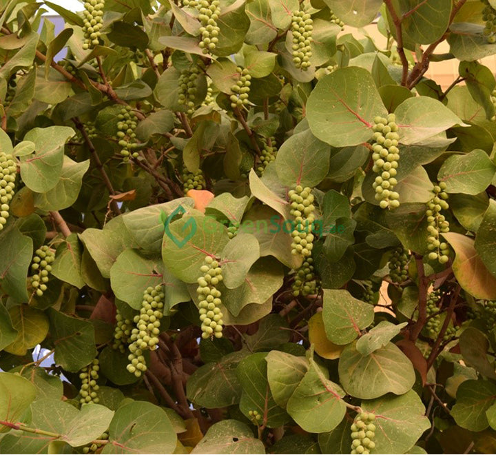 Coccoloba uvifera or Sea Grape