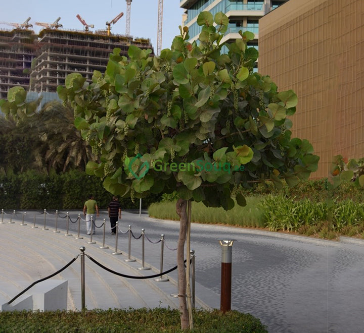 Coccoloba uvifera or Sea Grape