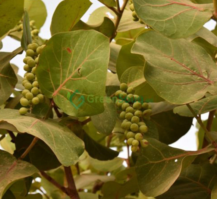 Coccoloba uvifera or Sea Grape