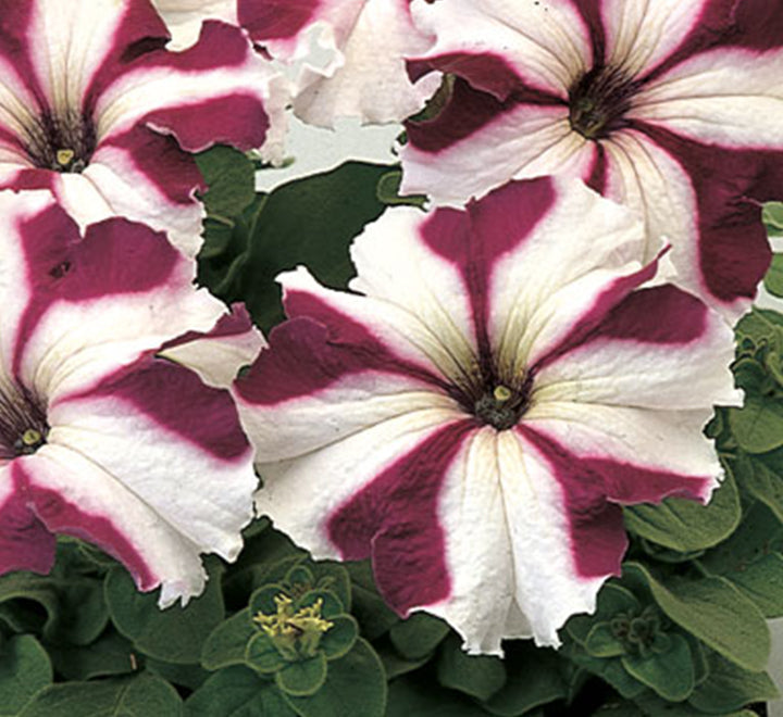 Hanging Petunia Mix "Petunias"