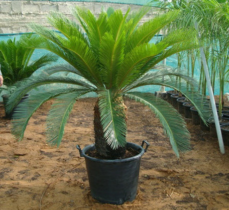 Cycas Revoluta "Sago Palm"