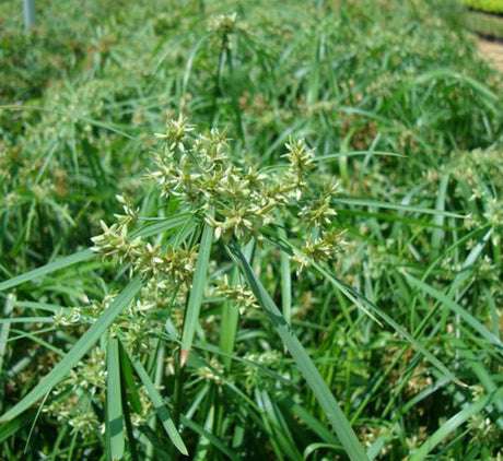 Cyperus alternifolius "umbrella papyrus"