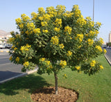 Cassia surattensis "Scrambled Egg Plant"