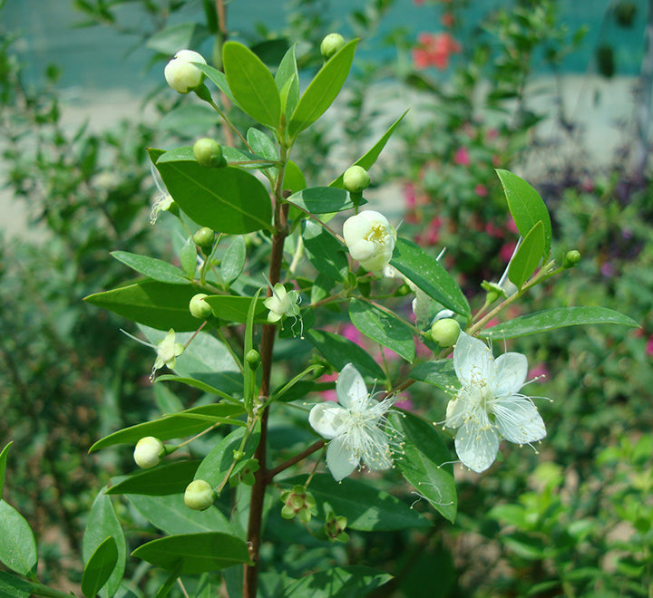 Myrtus communis "‎Myrtle" 40 - 60cm