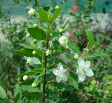 Myrtus communis "‎Myrtle" 40 - 60cm