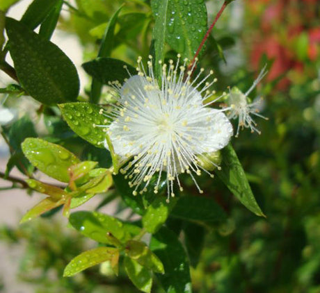 Myrtus communis "‎Myrtle" 40 - 60cm