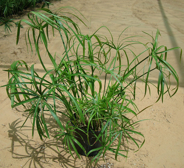 Cyperus alternifolius "umbrella papyrus"