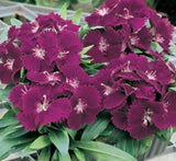 Hanging Dianthus Caryophyllus "Carnation or Clove Pink"