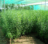 Dodonaea viscosa "Hopbush" 20-30cm