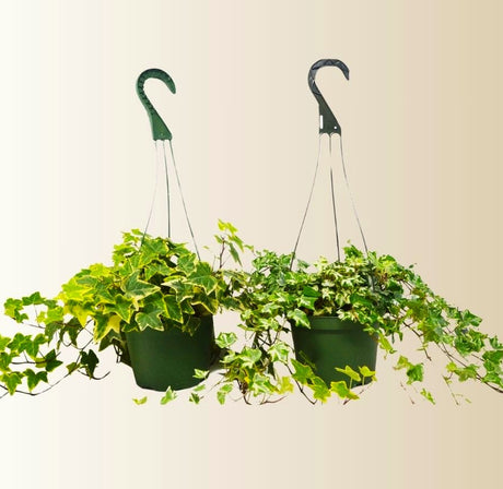 2x English Ivy Variety Pack or Hedera Variegata