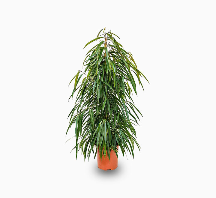 Ficus Amstel Queen 120-150cm