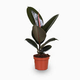 Ficus elastic Abidjan 30 – 40cm