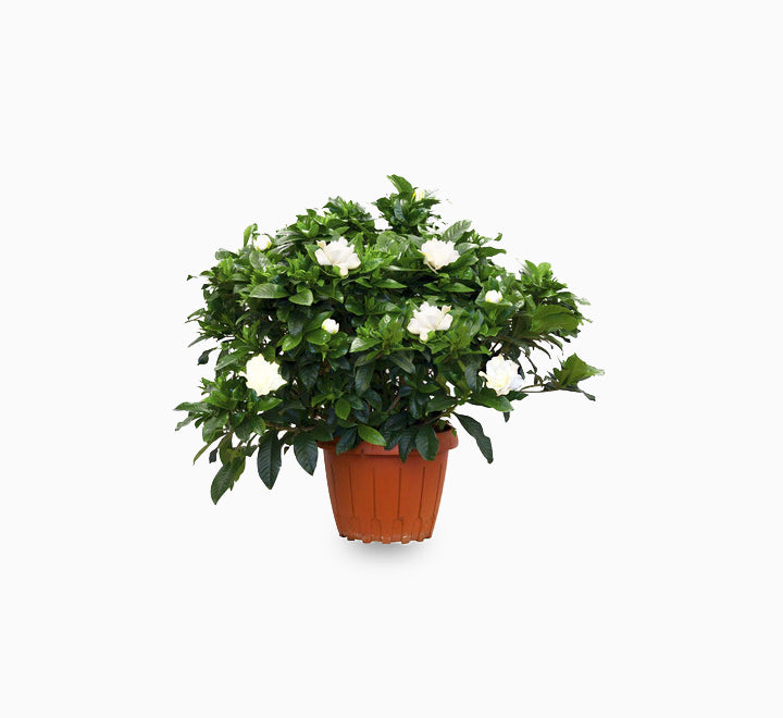 Gardenia jasminoides "Cape Jasmine"  ياسمين  (Outdoor)