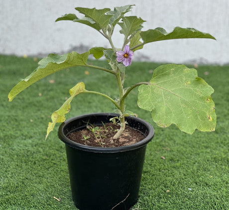 Egg Plant