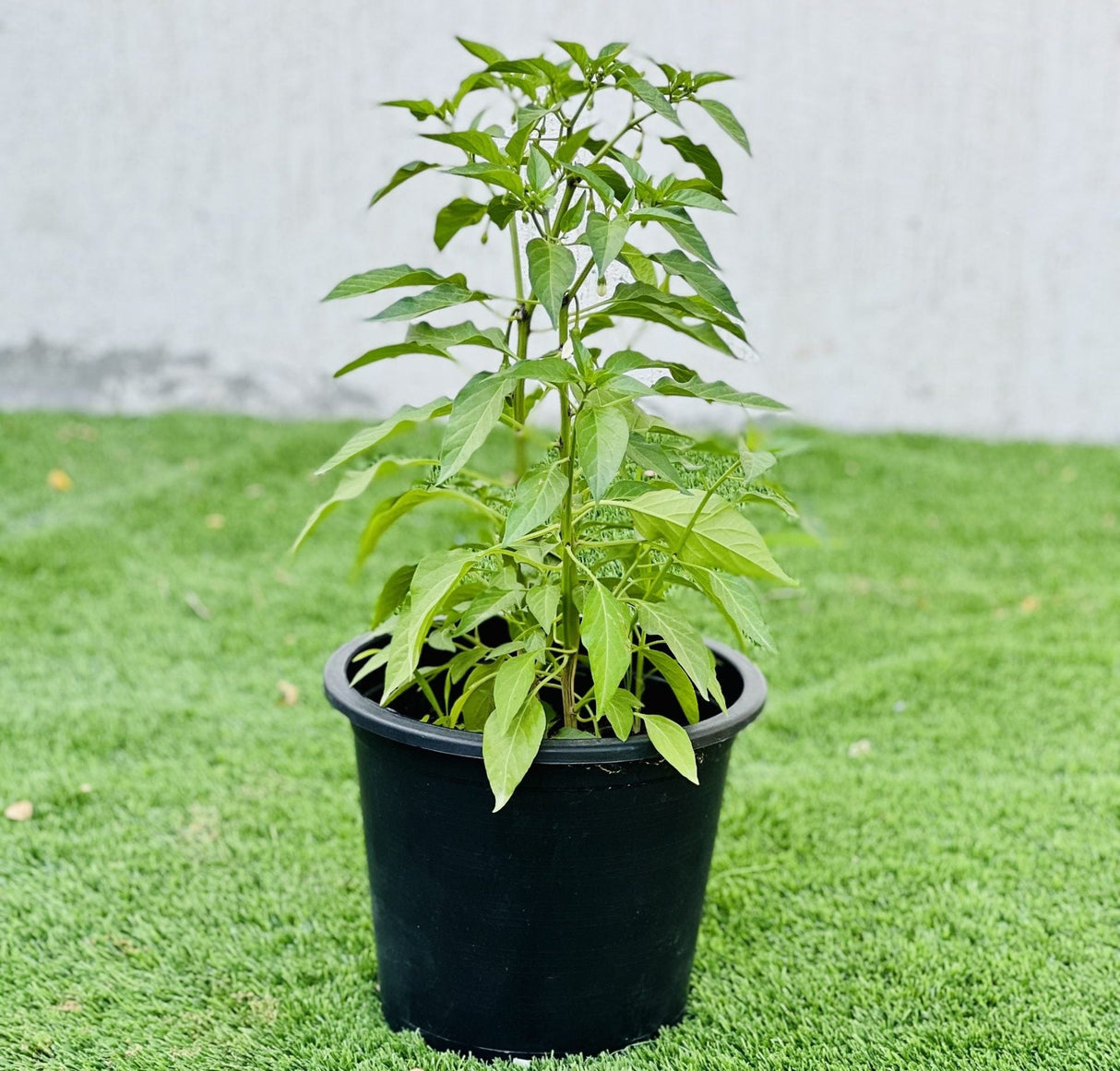 Hot Chili Plant