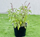 Ocimum tenuiflorum/Tulsi plant/Holy Basil