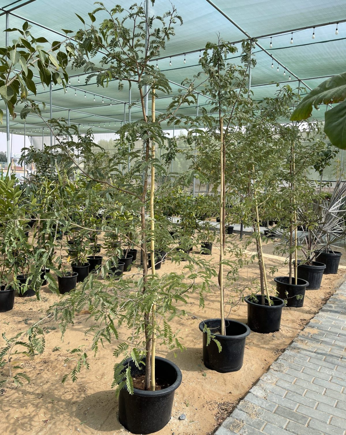Tamarindus indica or Tamarind Tree شجرة التمر الهندي