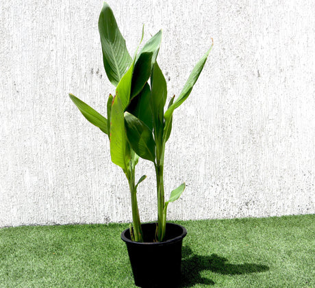 Canna indica or Canna Green