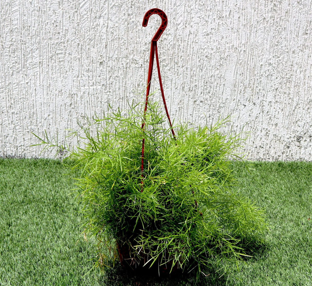Asparagus Hanging