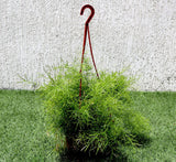 Asparagus Hanging