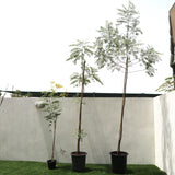 Azadirachta indica "Neem Tree"