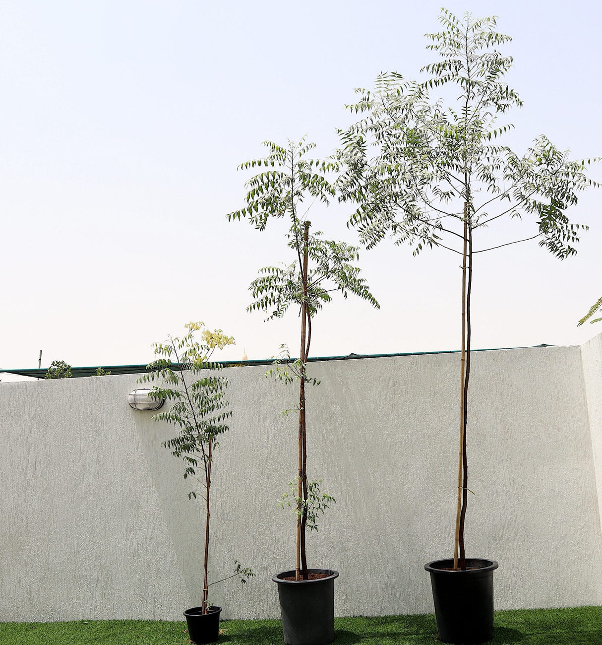 Azadirachta indica "Neem Tree"