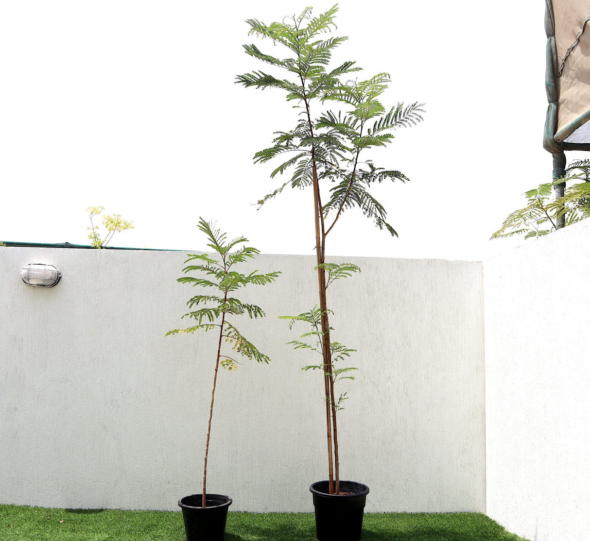 Peltophorum pterocarpum, Yellow Flame or Copper Pod