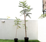 Peltophorum pterocarpum, Yellow Flame or Copper Pod