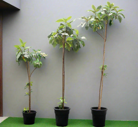 Terminalia catappa "Indian Almond Tree" شجرة اللوز الهندية