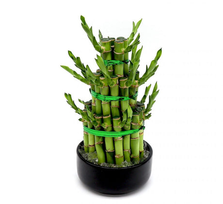 Lucky Bamboo Steps