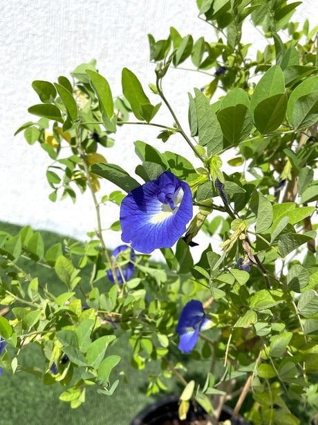 Clitoria ternatea or Butterfly Pea 0.6-1.8m