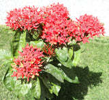 Ixora Coccinea 0.25-0.3m