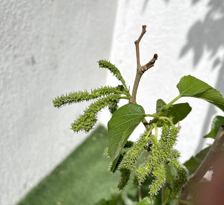 Morus alba Or Mulberry Tree  توت