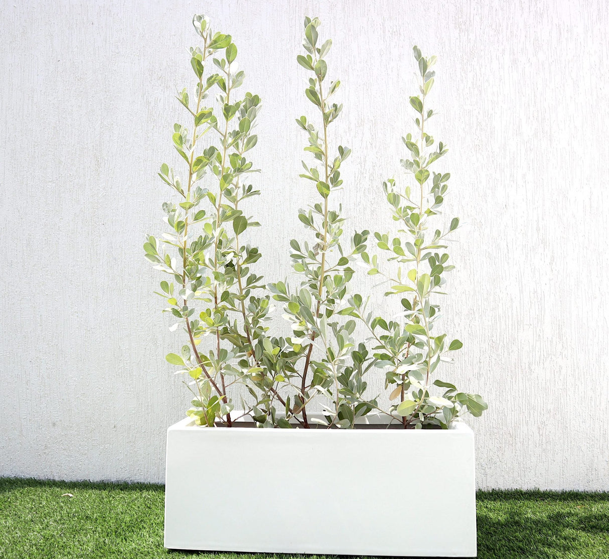 Conocarpus erectus Silver buttonwood 1.0-1.2m in  GRP white 70x30x30cm Pot