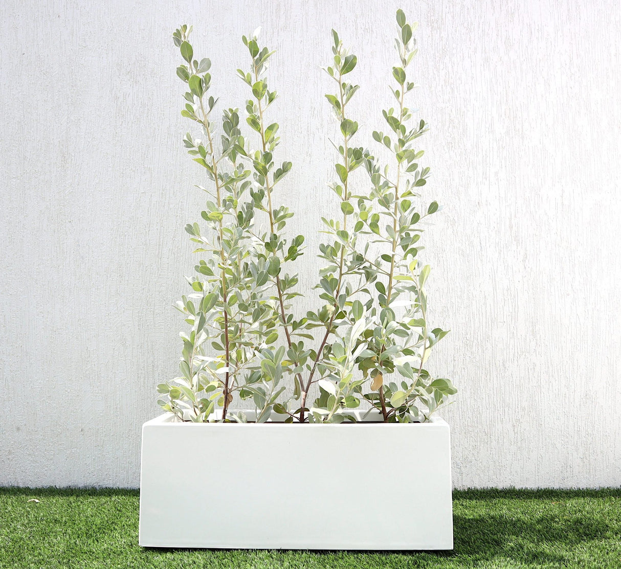 Conocarpus erectus Silver buttonwood 1.0-1.2m in  GRP white 70x30x30cm Pot