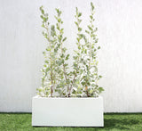 Conocarpus erectus Silver buttonwood 1.0-1.2m in  GRP white 70x30x30cm Pot