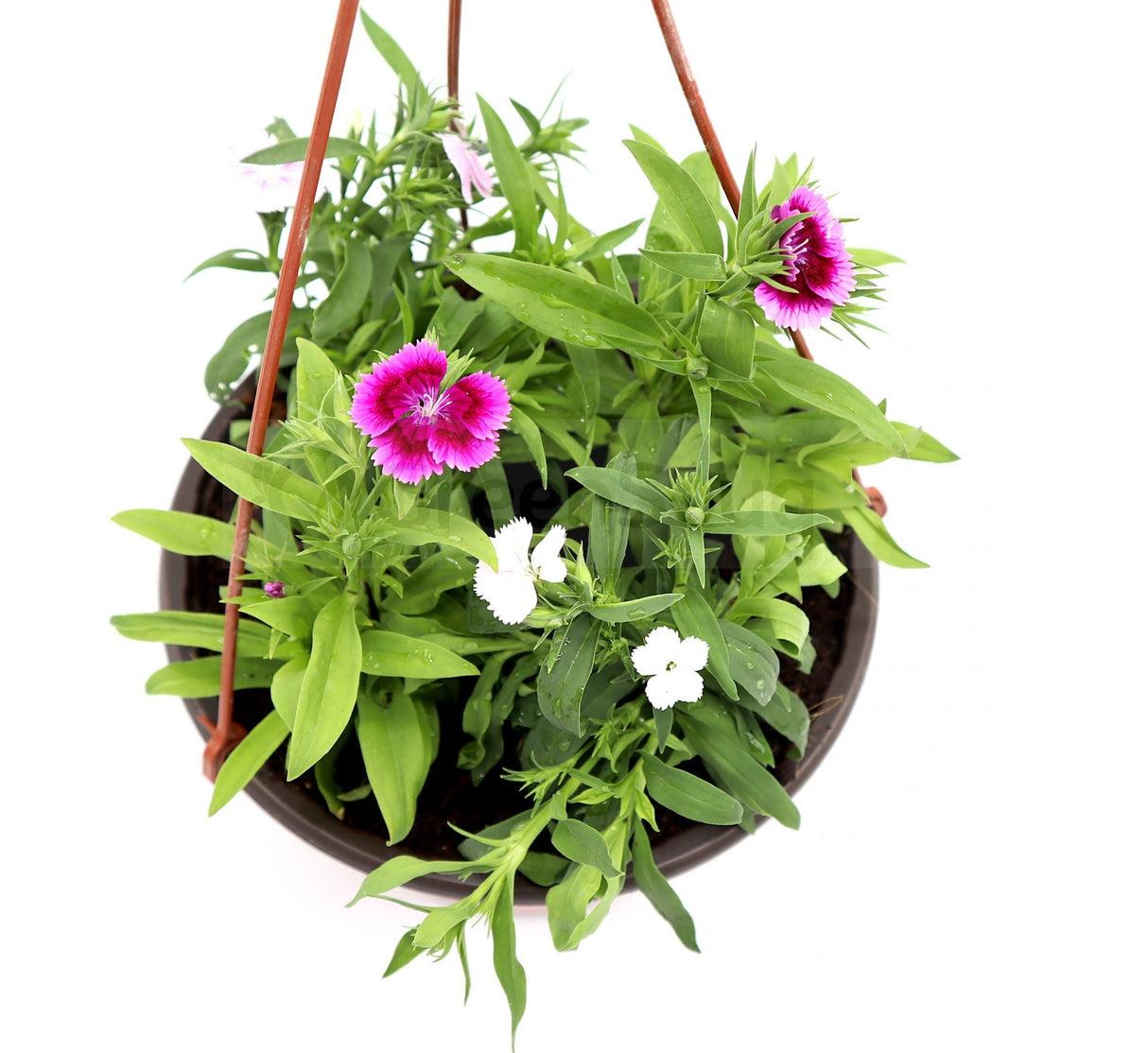 Hanging Dianthus Caryophyllus "Carnation or Clove Pink"