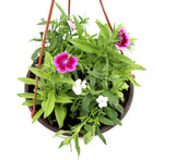 Hanging Dianthus Caryophyllus "Carnation or Clove Pink"